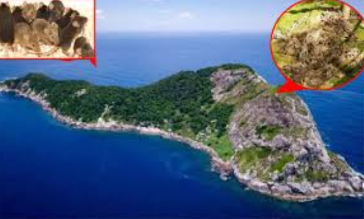 &#x110;&#x1EA3;o r&#x1EAF;n tr&#x1EDF; th&#xE0;nh &#x111;&#x1EA3;o chu&#x1ED9;t? &#x110;i&#x1EC1;u g&#xEC; &#x111;&#xE3; x&#x1EA3;y ra khi c&#xE1;c nh&#xE0; khoa h&#x1ECD;c ph&#xE1;t hi&#x1EC7;n s&#x1ED1; l&#x1B0;&#x1EE3;ng chu&#x1ED9;t t&#x103;ng m&#x1EA1;nh tr&#xEA;n &#x111;&#x1EA3;o r&#x1EAF;n, trong khi qu&#x1EA7;n th&#x1EC3; r&#x1EAF;n gi&#x1EA3;m m&#x1EA1;nh