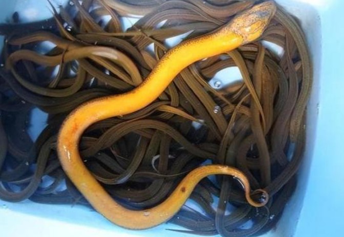 Lươn có 'siêu năng lực' gì mà ngay cả rắn cũng không dám cắn và đến gần