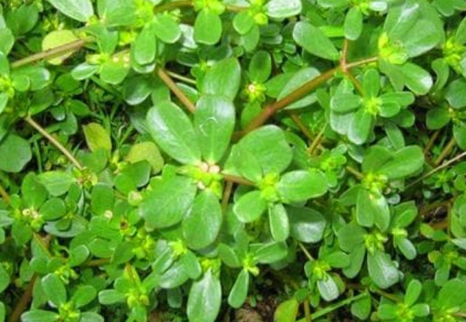 Ở Việt Nam, ven đường mọc đầy một loại rau ít người ăn nhưng rất giàu omega-3 giúp trường thọ