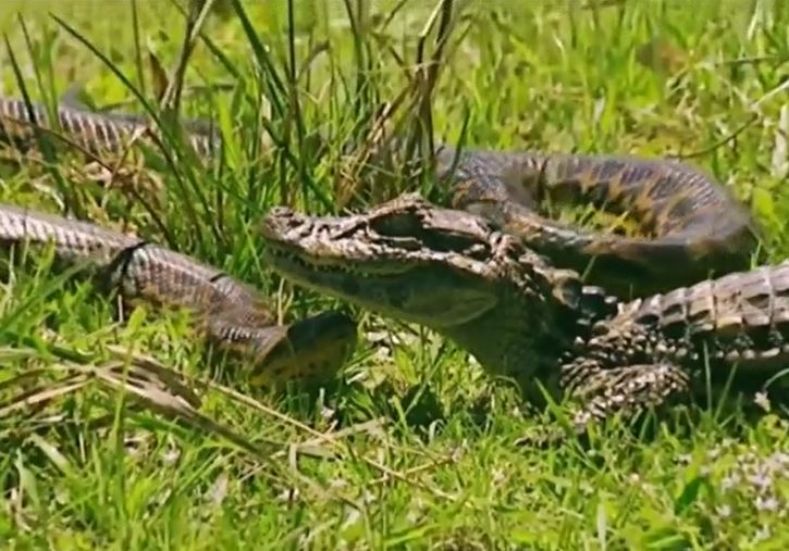 CLIP: Đối đầu với cá sấu, trăn anaconda nhận cái kết bi thảm