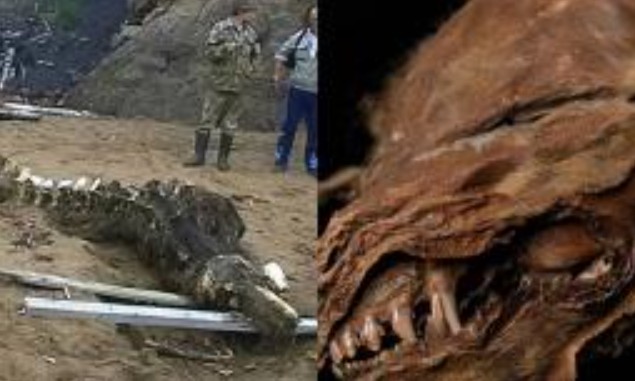 X&#xE1;c ch&#x1EBF;t c&#x1EE7;a sinh v&#x1EAD;t th&#x1EDD;i ti&#x1EC1;n s&#x1EED; &#x111;&#x1B0;&#x1EE3;c t&#xEC;m th&#x1EA5;y &#x1EDF; B&#x1EAF;c C&#x1EF1;c g&#x1EA7;n &#x111;&#xE2;y khi&#x1EBF;n c&#xE1;c nh&#xE0; khoa h&#x1ECD;c lo l&#x1EAF;ng