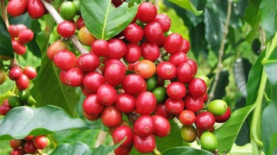 Giá nông sản ngày 13/11/2024: Cà phê tăng mạnh, hồ tiêu giảm sâu