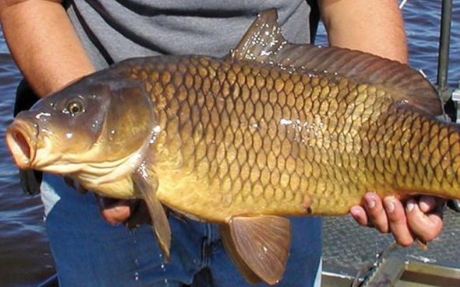 Loại cá bổ ngang tổ yến, giá rẻ, bán đầy ngoài chợ nhưng ít ai ăn