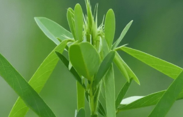 Kỳ lạ cây biết nhảy múa khi nghe thấy âm thanh, hóa ra ở Việt Nam có rất nhiều