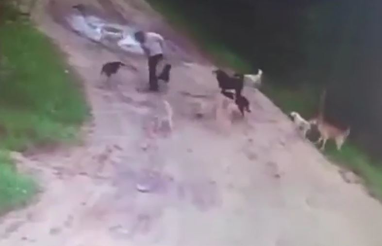 CLIP: Người đàn ông say rượu nhận cái kết bi thảm khi bị 12 con chó hoang tấn công