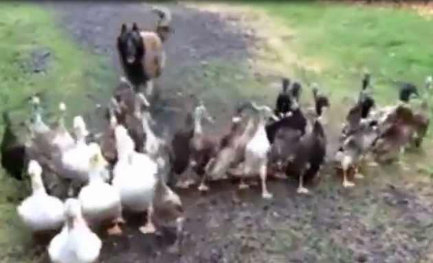 CLIP: Bất ngờ với cảnh tượng chú chó Malinois làm "người chăn vịt" tài ba