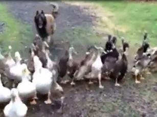 CLIP: Bất ngờ với cảnh tượng chú chó Malinois làm "người chăn vịt" tài ba