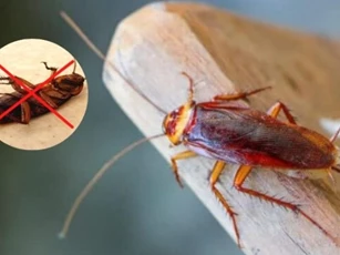 Không cần thuốc diệt gián, chỉ vài vỏ chuối là có thể diệt trừ toàn bộ lũ gián trong nhà, phương pháp này rất an toàn và đơn giản