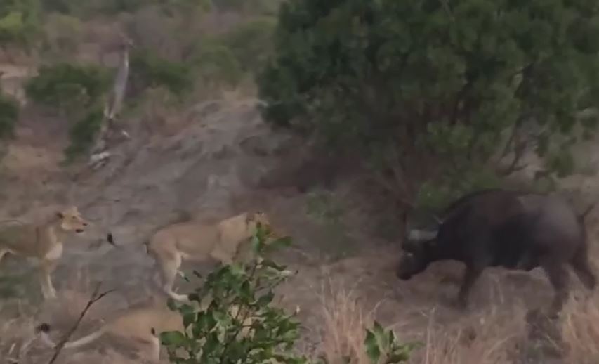 CLIP: Trâu rừng mẹ liều mình tấn công đàn sư tử cứu con nhưng cái kết mới gây chú ý