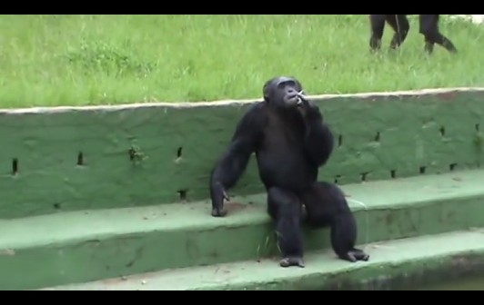 CLIP: Cảnh tượng ngỡ ngàng, tinh tinh hút thuốc lá "sành điệu" như con người