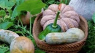 Món ăn này chứa đầy “báu vật”, nhuận phổi, dưỡng dạ dày, lại rẻ, tiếc là nhiều người không biết ăn