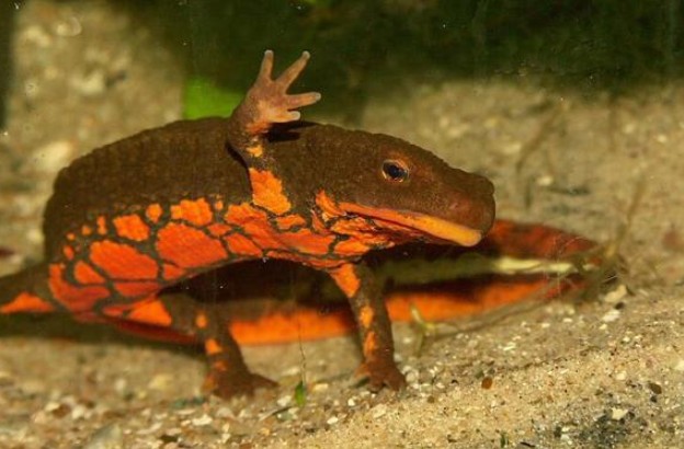 Một loài cá được coi là 'báu vật của Tam Đảo': Có thể là hậu duệ của khủng long, được đưa vào Sách đỏ Việt Nam