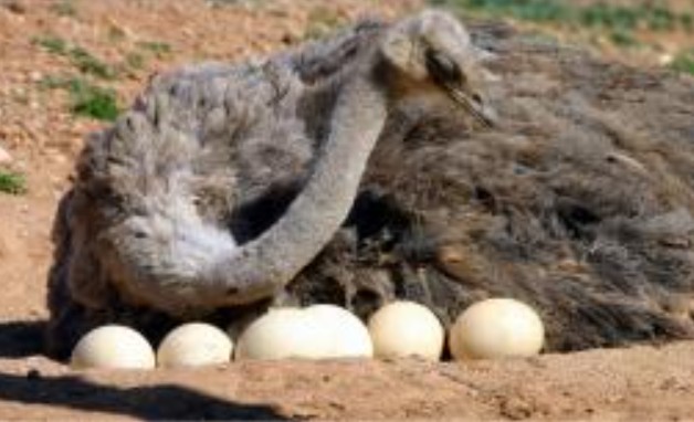 Con chim lớn nhất có thể đẻ 11 quả trứng cùng một lúc