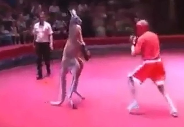 CLIP: Cười "ngả nghiêng" với màn đấm bốc giữa người và Kangaroo