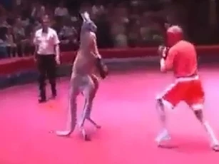 CLIP: Cười "ngả nghiêng" với màn đấm bốc giữa người và Kangaroo
