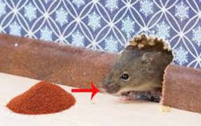 Mẹo đuổi chuột không dám bén mảng vào nhà nhờ các loại gia vị trong nhà bếp