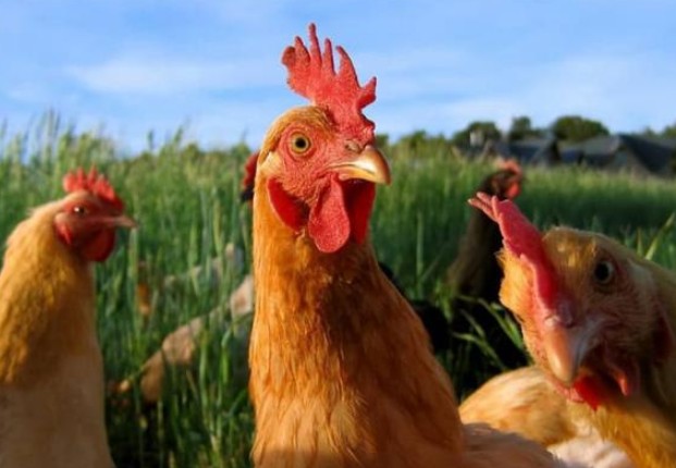 Tại sao gà trống lại dậy sớm hơn gà mái? Chúng dậy trước bình minh và dậy lúc bình minh