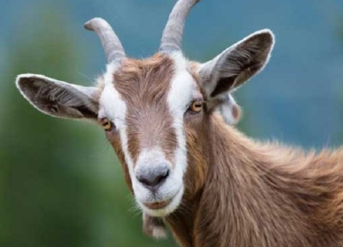 Tử vi tuổi Mùi tháng 11/2024: Cuộc sống gặp nhiều thử thách, cần vững tâm vượt qua