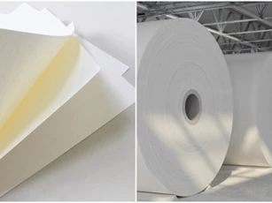 Giấy được làm từ cây như thế nào?