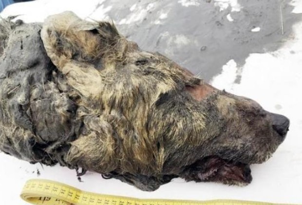 Phát hiện đầu sói khổng lồ ở vùng băng vĩnh cửu ở Nga, hóa ra là một con sói cổ từ 40.000 năm trước, nếu được bảo tồn có thể sẽ “hồi sinh”