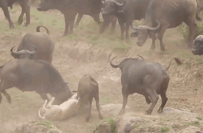 CLIP: Đi săn trâu rừng, sư tử nhận cái kết 'đắng ngắt'