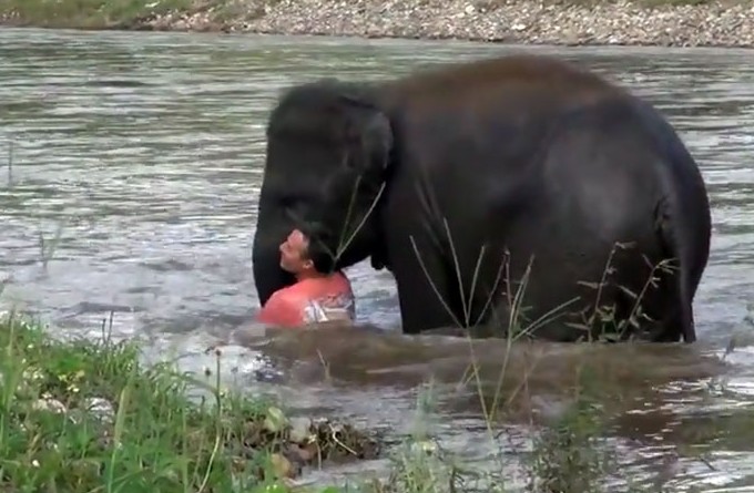 CLIP: Voi con dũng cảm lao xuống sông cứu "người đàn ông" chết đuối