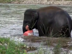 CLIP: Voi con dũng cảm lao xuống sông cứu "người đàn ông" chết đuối