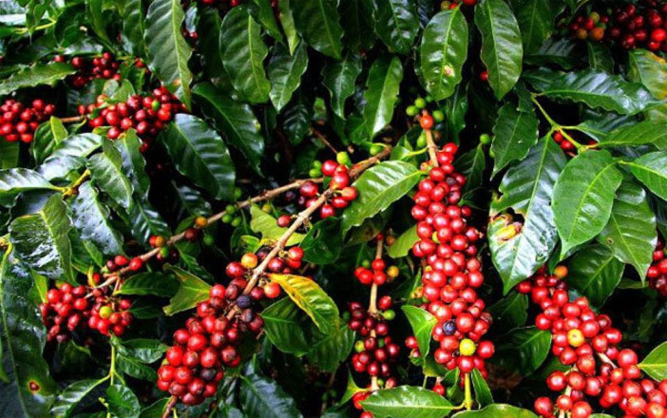 Giá nông sản ngày 15/11/2024: Cà phê tiếp tục tăng, hồ tiêu giảm giá