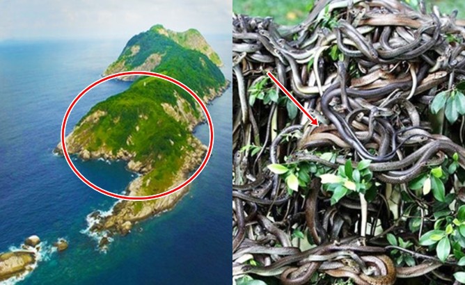 Đảo rắn độc nguy hiểm nhất thế giới, không ai được phép cập bến: Hai bước chân là có 1 con rắn độc!