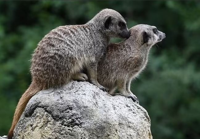 Kinh ng&#x1EA1;c c&#xE1;ch &#x111;&#x1ED9;ng v&#x1EAD;t &#x111;&#x1ED3;ng t&#xED;nh luy&#x1EBF;n &#xE1;i giao ph&#x1ED1;i ngo&#xE0;i t&#x1EF1; nhi&#xEA;n