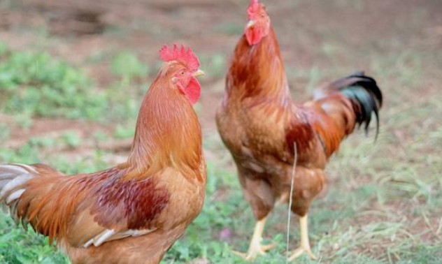 Tại sao gà không thể bay dù có cánh?