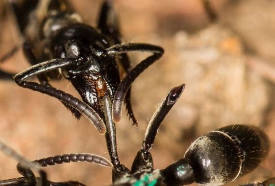 Phát hiện loài động vật duy nhất ngoài con người biết 'phẫu thuật cứu sống đồng loại'