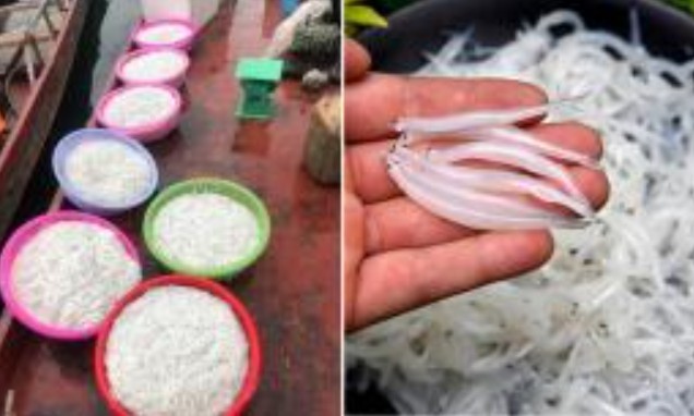 Loài cá không xương, giàu đạm, omega 3, chỉ xuất hiện 1 lần trên sông Đà, thấy ngoài chợ nên mua ngay