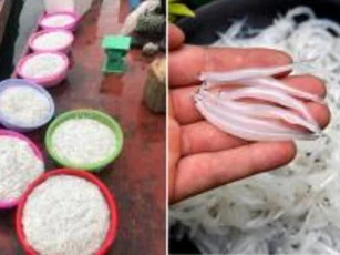 Loài cá không xương, giàu đạm, omega 3, chỉ xuất hiện 1 lần trên sông Đà, thấy ngoài chợ nên mua ngay