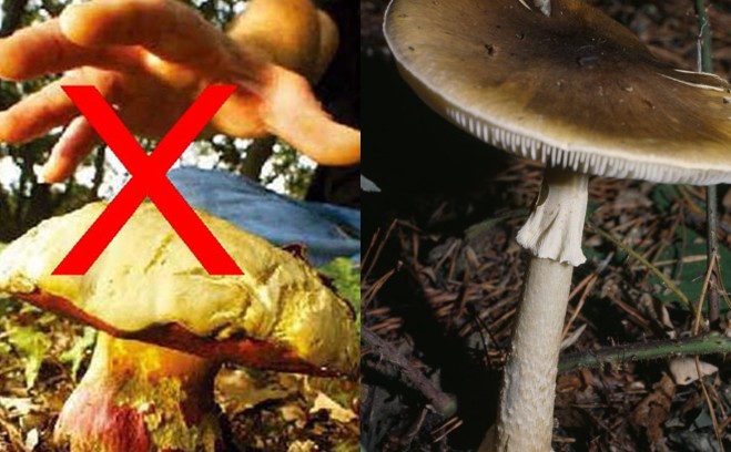 Loài nấm tử thần độc nhất thế giới: Chiếm 90% vụ tử vong do nấm độc, rất dễ nhầm với nấm thường