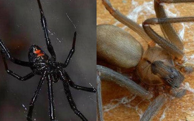 3 lo&#xE0;i nh&#x1EC7;n &#x111;&#x1ED9;c nh&#x1EA5;t, c&#xF3; th&#x1EC3; gi&#x1EBF;t &#x111;&#x1B0;&#x1EE3;c r&#x1EAF;n &#x111;&#x1ED9;c!