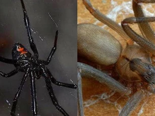 3 loài nhện độc nhất, có thể giết được rắn độc!
