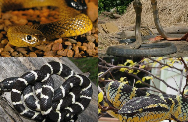 5 loài rắn độc nhất thế giới: Có 1 loài xếp ở vị trí số 2 vô cùng quen thuộc ở Việt Nam