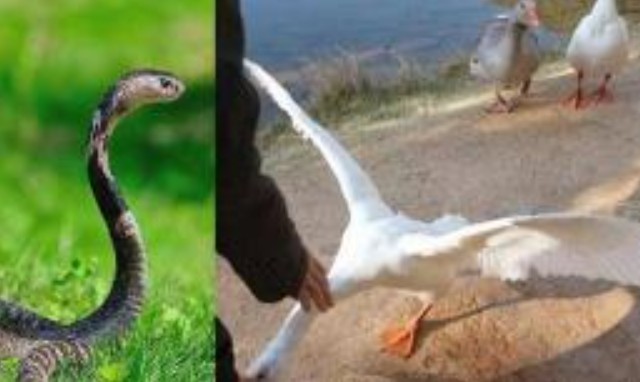 Vì sao người ta nói rắn không dám đến chỗ người nuôi ngỗng? Rắn sợ gì?