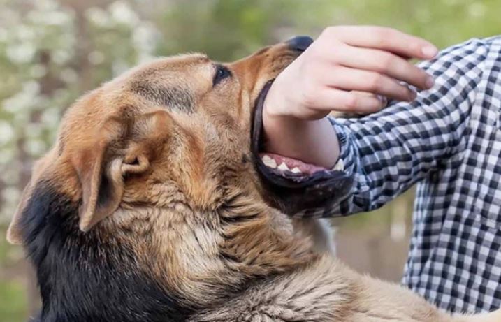 Giải mã chuyện người bị chó cắn 'phát dại' khi đến đám tang