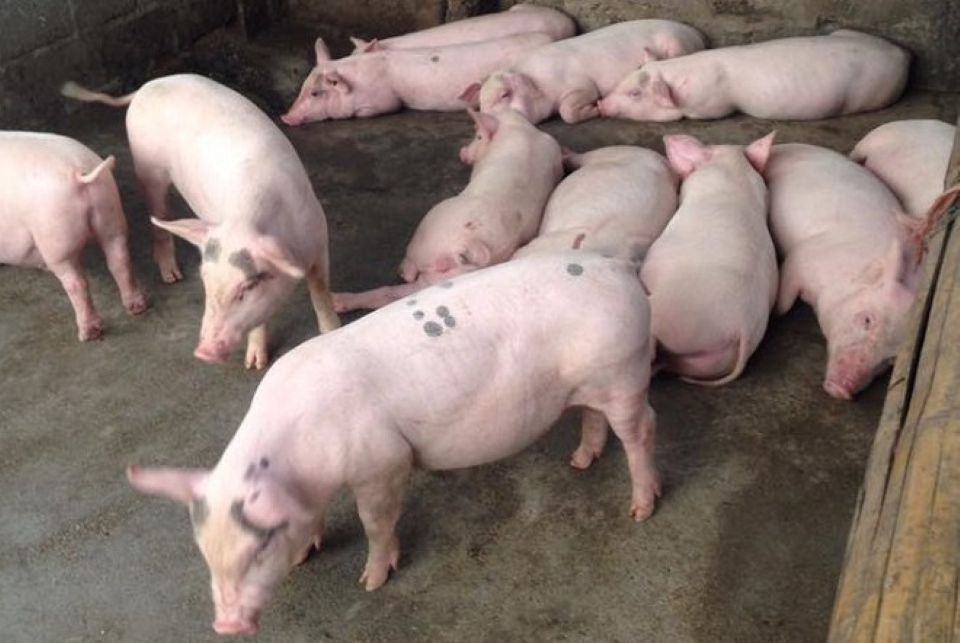 Giá heo hơi ngày 17/11/2024: Biến động khó lường suốt tuần qua