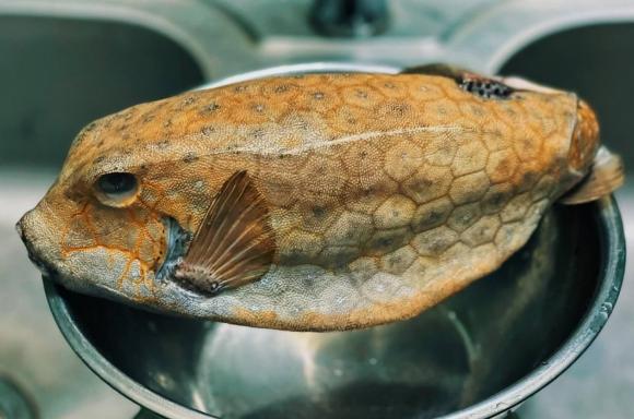 Loại cá được mệnh danh là 'gà nước mặn' - bò hòm đắt hơn cả tôm hùm, hương vị thế nào?