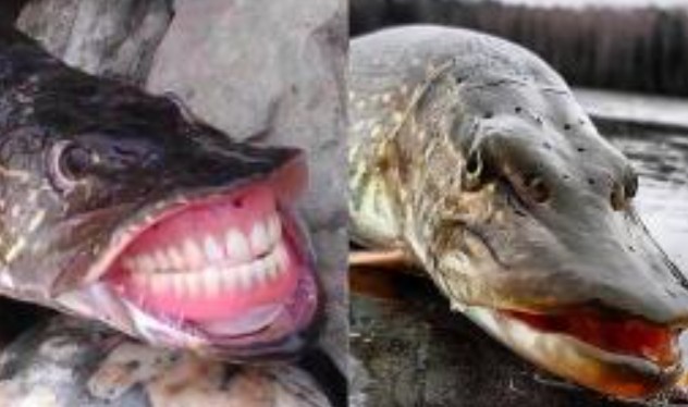 Loài cá được gọi là 'Chó điên dưới nước' đã xâm chiếm sông Hoàng Hà? Hung dữ đến mức có thể sống đến 20 tuổi trong tự nhiên mà không có thiên địch?