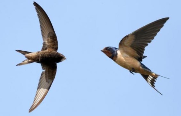 Chim yến có thể bay liên tục gần 1 năm mà không cần hạ cánh, vậy chúng ăn uống và giao phối ra sao?