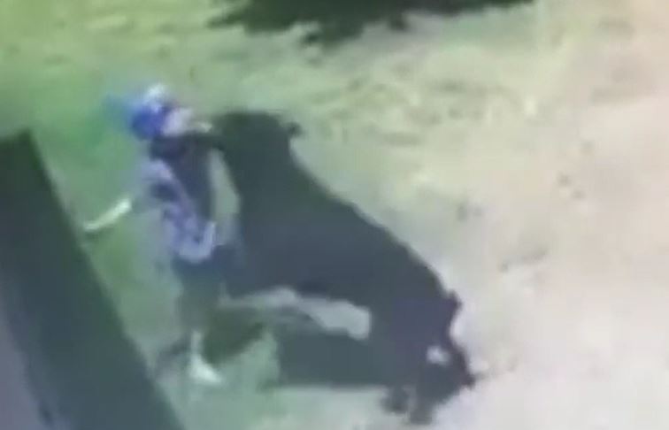 CLIP: Cậu bé 3 tuổi bị chó Rottweiler tấn công và cái kết khó đoán