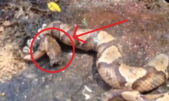 Những loài động có thể sống sau khi bị chặt đứt đầu, con người ở mức thấp nhất