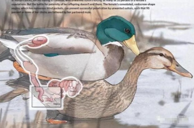 Động vật đực có sức mạnh như thế nào trong việc giao phối? Mèo có gai, vịt tiến hóa cơ quan sinh dục xoắn ốc