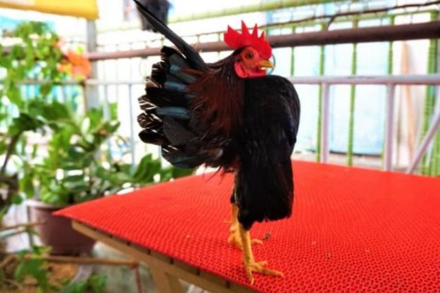Loài gà 'ngực khủng', có dáng đứng như 'siêu mẫu' được giới nhà giàu săn lùng, giá 50 triệu/con