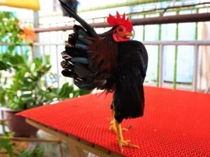 Loài gà 'ngực khủng', có dáng đứng như 'siêu mẫu' được giới nhà giàu săn lùng, giá 50 triệu/con