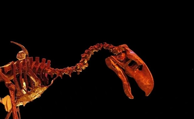 Loài chim cao 4 m lộ diện ở Nam Mỹ